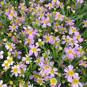 3 Coreopsis roses American Dream - Coreopsis rosea american dream - Plantes