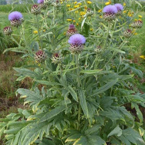 Cardon - Cynara cardunculus - Plantes