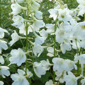 3 Delphiniums Casa Blanca - Delphinium ( belladonna group ) casa blanca - Plantes