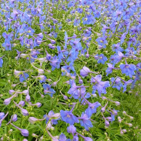 Delphinium Piccolo - Delphinium ( belladonna group ) piccolo - Plantes