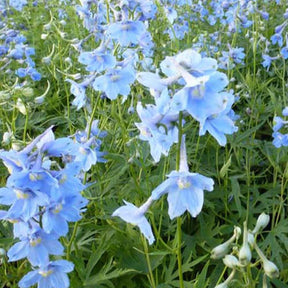 3 Delphiniums Cliveden Beauty - Delphinium ( belladonna group ) cliveden beauty - Plantes