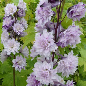 Delphinium Highlander® Cha-Cha - Delphinium cha cha  ( highlander series ) - Plantes