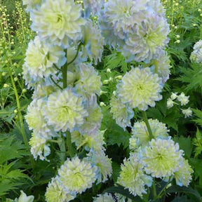 Delphinium Moon Light - Delphinium moon light - Plantes