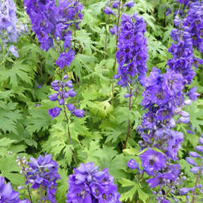 3 Delphiniums géants Black Knight - Delphinium pacific black knight - Plantes