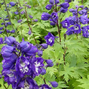 3 Delphiniums géants King Arthur - Delphinium pacific king arthur - Plantes