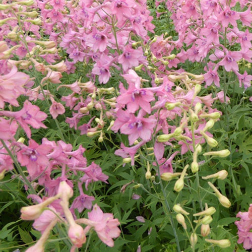 Delphinium Pink Sensation - Delphinium ruysii pink sensation - Plantes