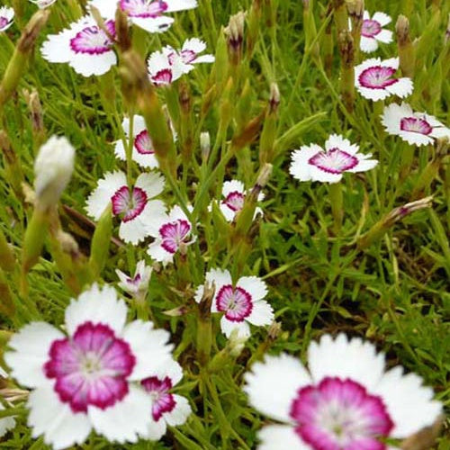 3 Œillets à delta Arctic Fire - Dianthus deltoides arctic fire - Plantes