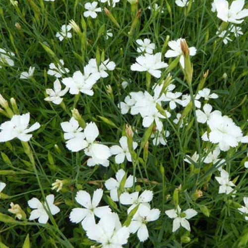 3 Œillets à delta Albiflorus - Dianthus deltoides albiflorus - Plantes