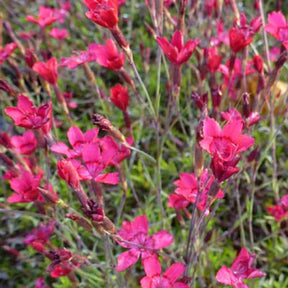 3 Œillets à delta Flashing Light - Dianthus deltoides flashing light - Plantes