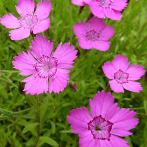 3 Œillets à delta Rosea - Dianthus deltoides rosea - Plantes