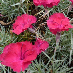 3 Œillets de la Pentecôte Badenia - Dianthus gratianopolitanus badenia - Plantes