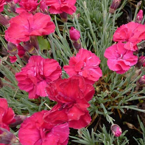 3 Œillets de la Pentecôte Bombardier - Dianthus gratianopolitanus bombardier - Plantes