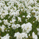 3 Œillets mignardise Albus Plenus - Dianthus plumarius albus plenus - Plantes