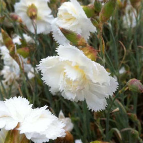 3 Œillets mignardise Haytor White - Dianthus plumarius haytor white - Plantes