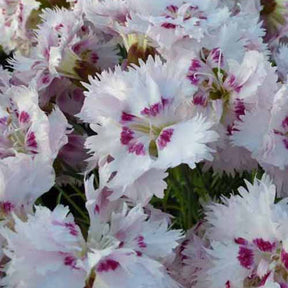 3 Œillets mignardise Ine - Dianthus plumarius ine - Plantes