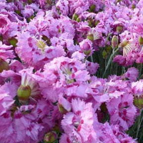 3 Œillets mignardise Maggie - Dianthus plumarius maggie - Plantes