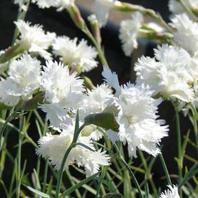 3 Œillets mignardise Mrs Sinkins - Dianthus plumarius mrs sinkins - Plantes