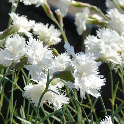 3 Œillets mignardise Mrs Sinkins - Dianthus plumarius mrs sinkins - Plantes