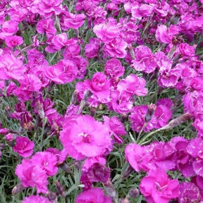 3 Œillets mignardise Welwyn - Dianthus ( plumarius group ) welwyn - Plantes