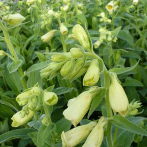 3 Digitales à grandes fleurs Carillon - Digitalis grandiflora carillon - Plantes