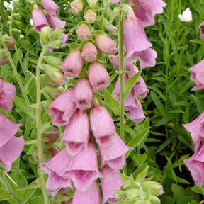 3 Digitales Mertonensis - Digitalis mertonensis - Plantes