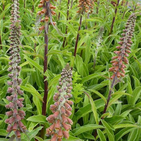 Digitale à petites fleurs - Digitalis parviflora - Plantes