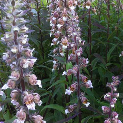 3 Digitales laineuses - Digitalis lanata - Plantes