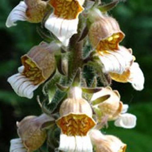 Digitale laineuse Café Crème - Digitalis lanata café crème - Plantes