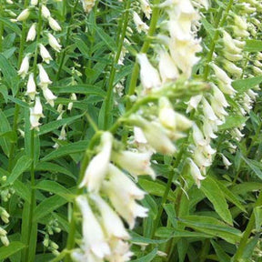 3 Digitales jaunes - Digitalis lutea - Plantes