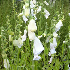 3 Digitales blanches - Digitalis purpurea alba - Plantes