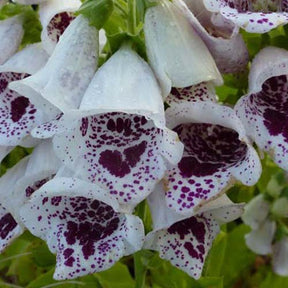 3 Digitales Pams Choice - Digitalis purpurea pams choice - Plantes