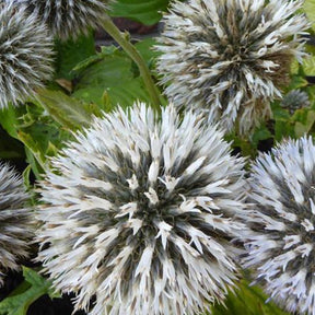 Boule azurée blanche - Chardon boule - Echinops bannaticus albus - Plantes