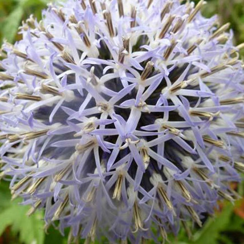 Boule azurée Taplow Blue - Chardon boule - Echinops bannaticus taplow blue - Plantes