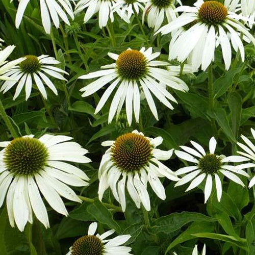 Rudbeckia pourpre  Baby Swan White - Echinacea - Echinacea purpurea baby swan white - Plantes