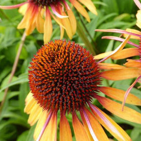 Rudbeckia pourpre Funky Yellow - Echinacea - Echinacea purpurea funky yellow - Plantes