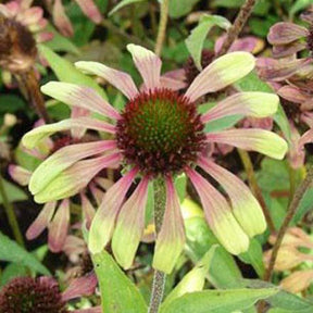 Rudbeckia  pourpre Green Envy - Echinacea - Echinacea purpurea green envy - Plantes