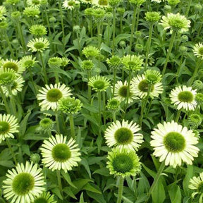 Rudbeckia  pourpre Green Jewel - Echinacea - Echinacea purpurea green jewel - Plantes