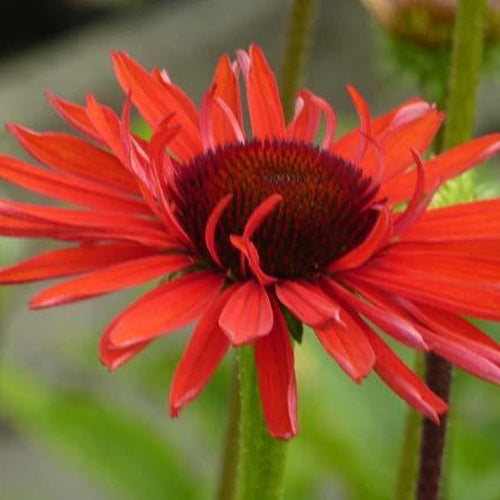 Rudbeckia  pourpre Hot Lava - Echinacea - Echinacea purpurea hot lava - Plantes