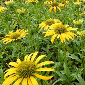 Rudbeckia pourpre Harvest Moon - Echinacea - Echinacea purpurea harvest moon - Plantes