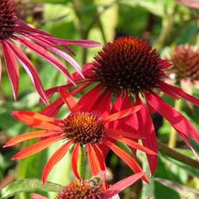 Rudbeckia pourpre Hot Summer - Echinacea - Echinacea purpurea hot summer - Plantes