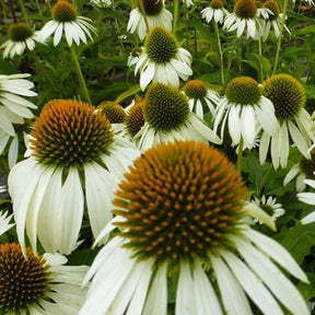 Rudbeckia pourpre Happy Star - Echinacea - Echinacea purpurea happy star - Plantes