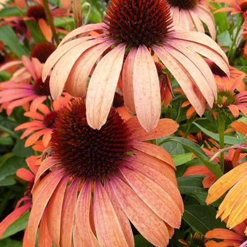 Rudbeckia pourpre Julia - Echinacea - Echinacea purpurea julia - Plantes