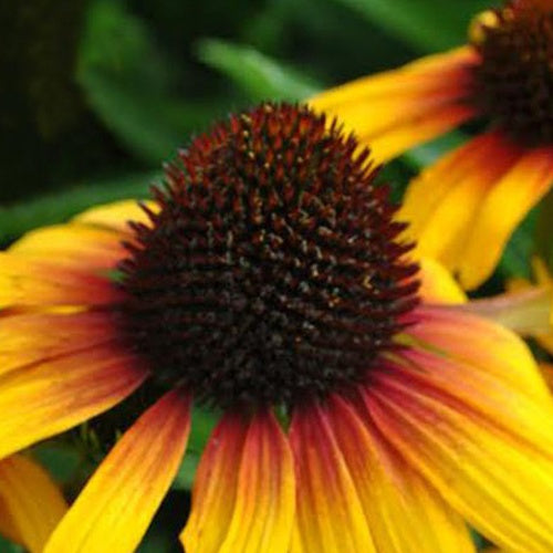 Rudbeckia pourpre Parrot - Echinacea - Echinacea purpurea parrot  ( fine feathered series ) - Plantes