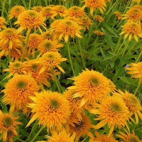 Rudbeckia  Secret Glow - Echinacea - Echinacea purpurea secret glow - Plantes