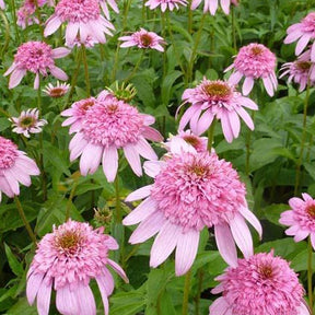 Rudbeckia pourpre Secret Romance - Echinacea - Echinacea purpurea secret romance - Plantes