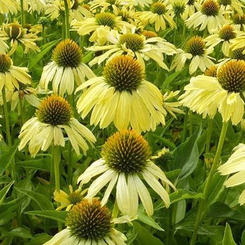 Rudbeckia  Sunrise - Echinacea - Echinacea purpurea sunrise - Plantes