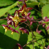 Epimedium des Alpes - Epimedium alpinum - Plantes