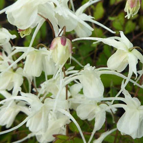 Epimedium Bandit - Epimedium grandiflorum bandit - Plantes