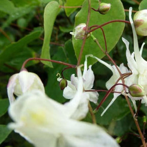 Epimedium à grandes fleurs - Epimedium grandiflorum - Plantes