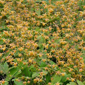 Epimedium Amber Queen - Epimedium amber queen - Plantes